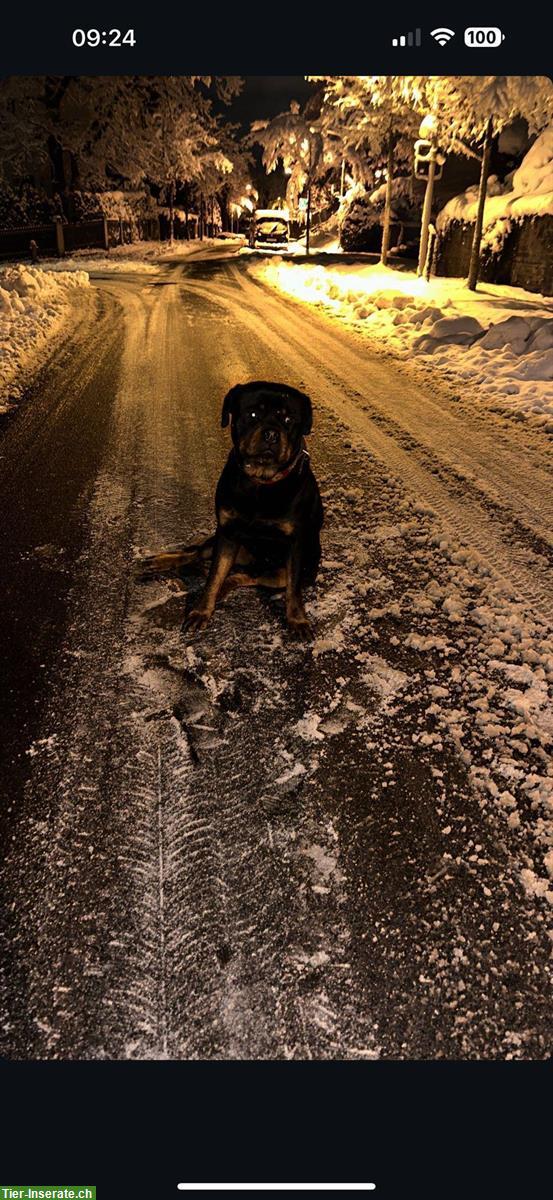 Bild 3: Rottweiler Rüde «Chapo» sucht ein neues Zuhause