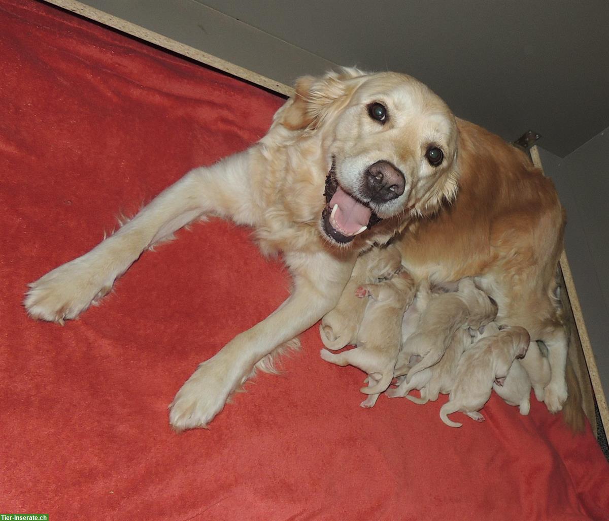 Golden Retriever Welpen zu verkaufen