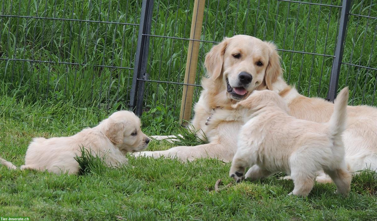 Bild 10: Golden Retriever Welpen zu verkaufen