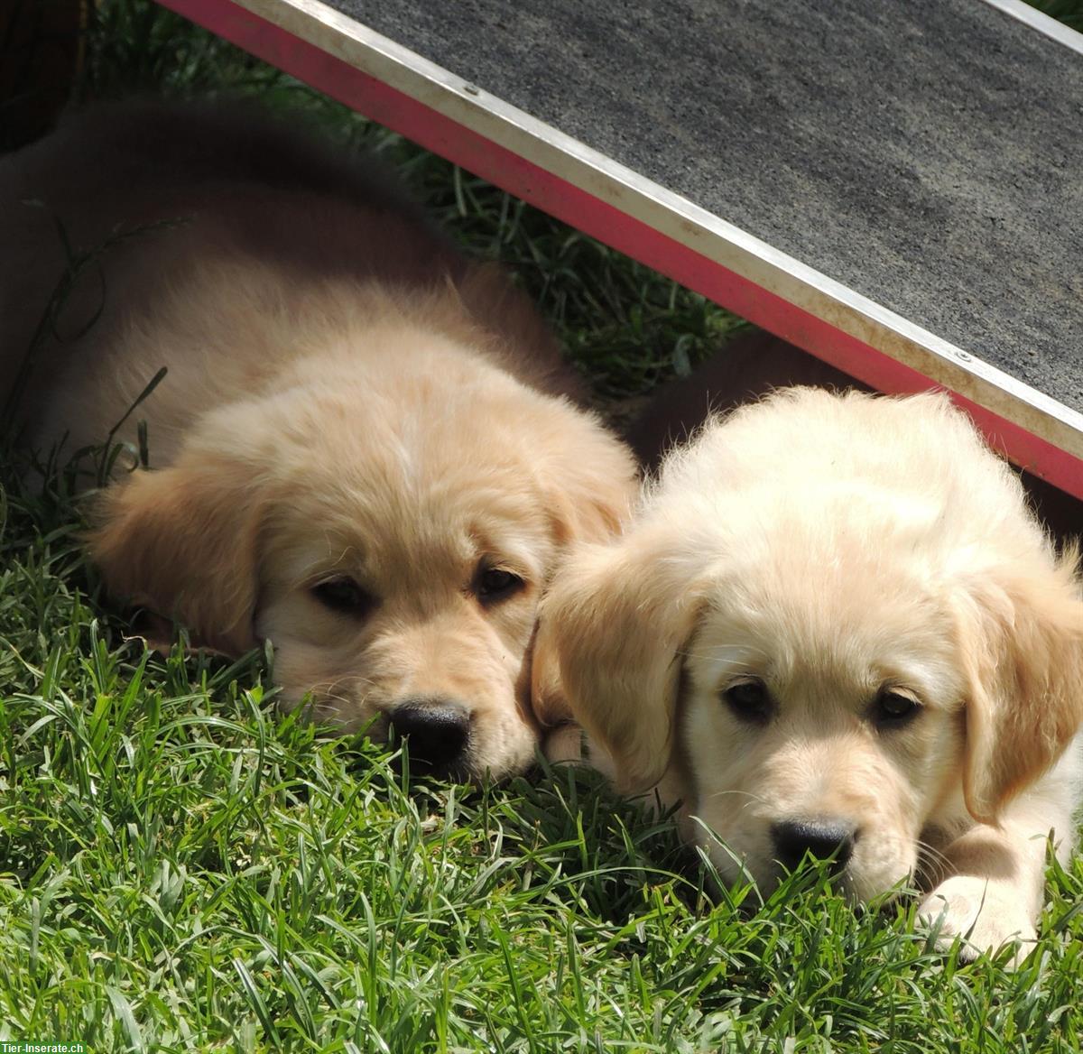 Bild 4: Golden Retriever Welpen zu verkaufen