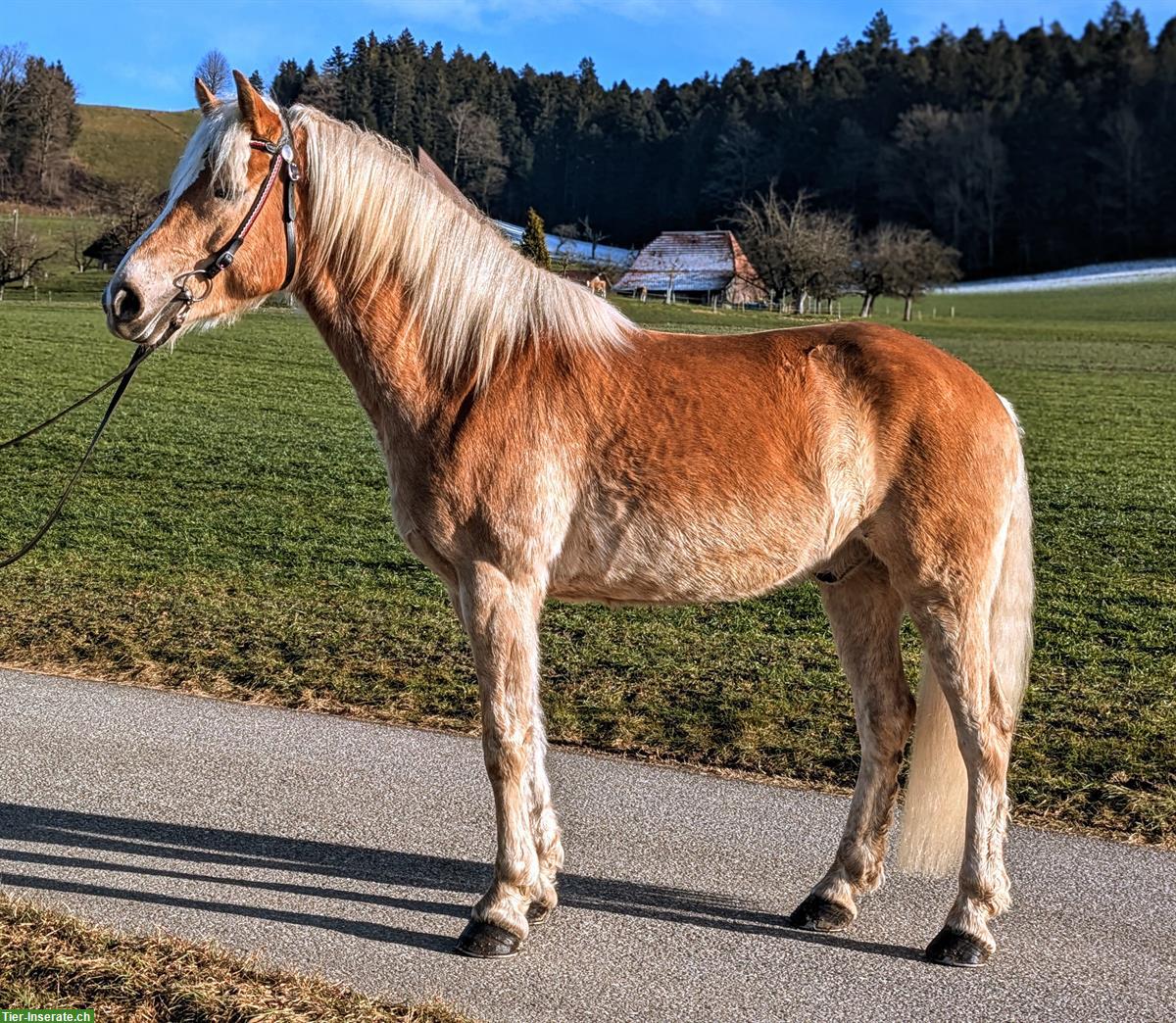 Grosser 5-jähriger Haflinger Wallach zu verkaufen