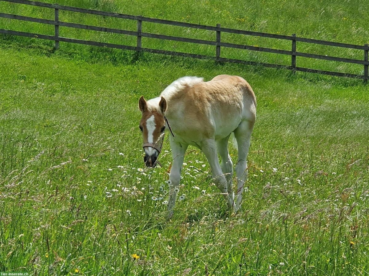 Bild 10: Grosser 5-jähriger Haflinger Wallach zu verkaufen