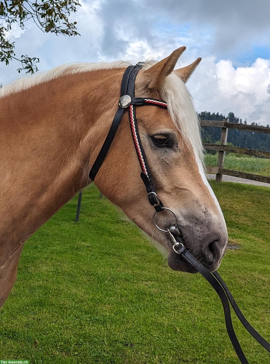 Bild 2: Grosser 5-jähriger Haflinger Wallach zu verkaufen