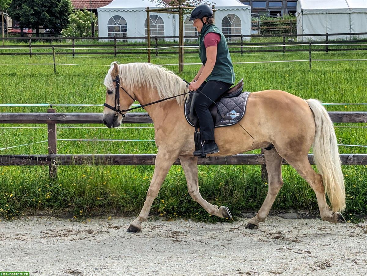 Bild 3: Grosser 5-jähriger Haflinger Wallach zu verkaufen