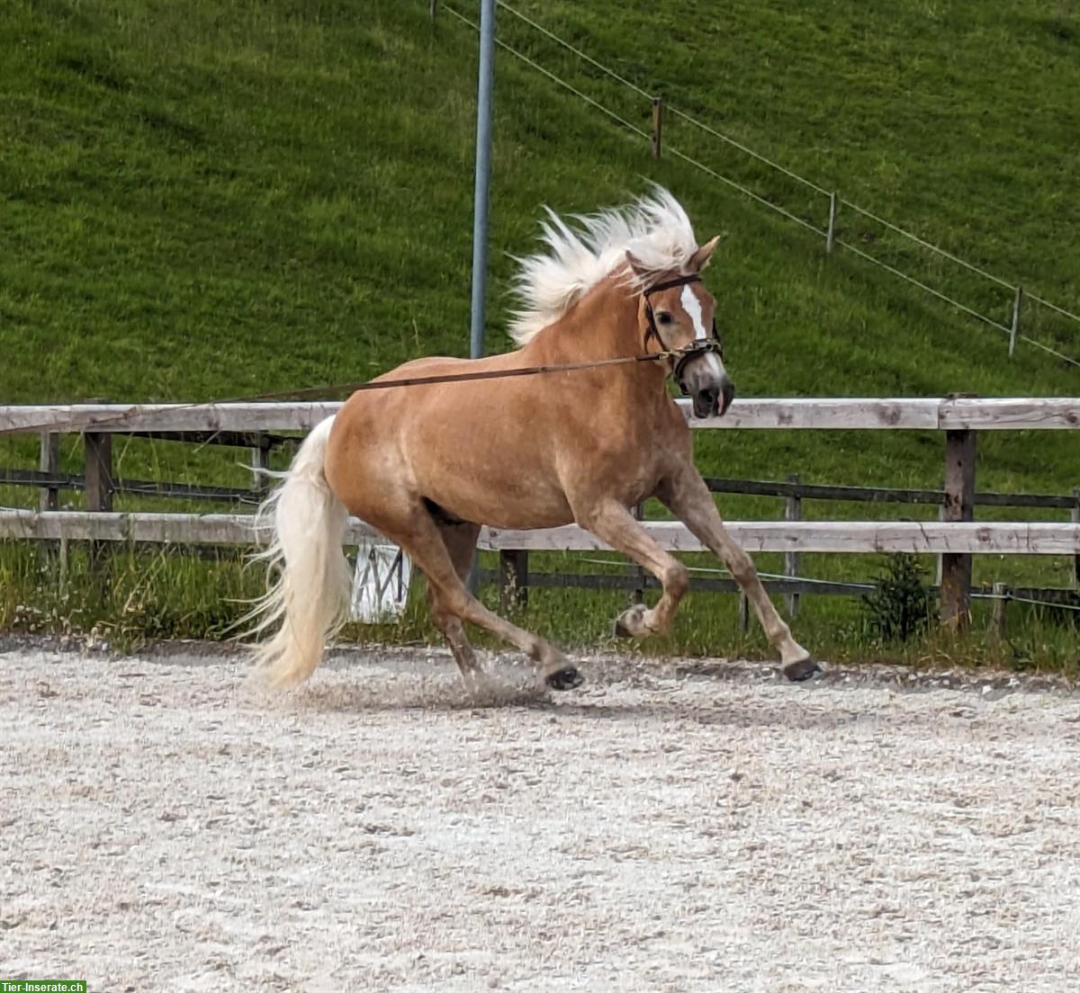 Bild 4: Grosser 5-jähriger Haflinger Wallach zu verkaufen