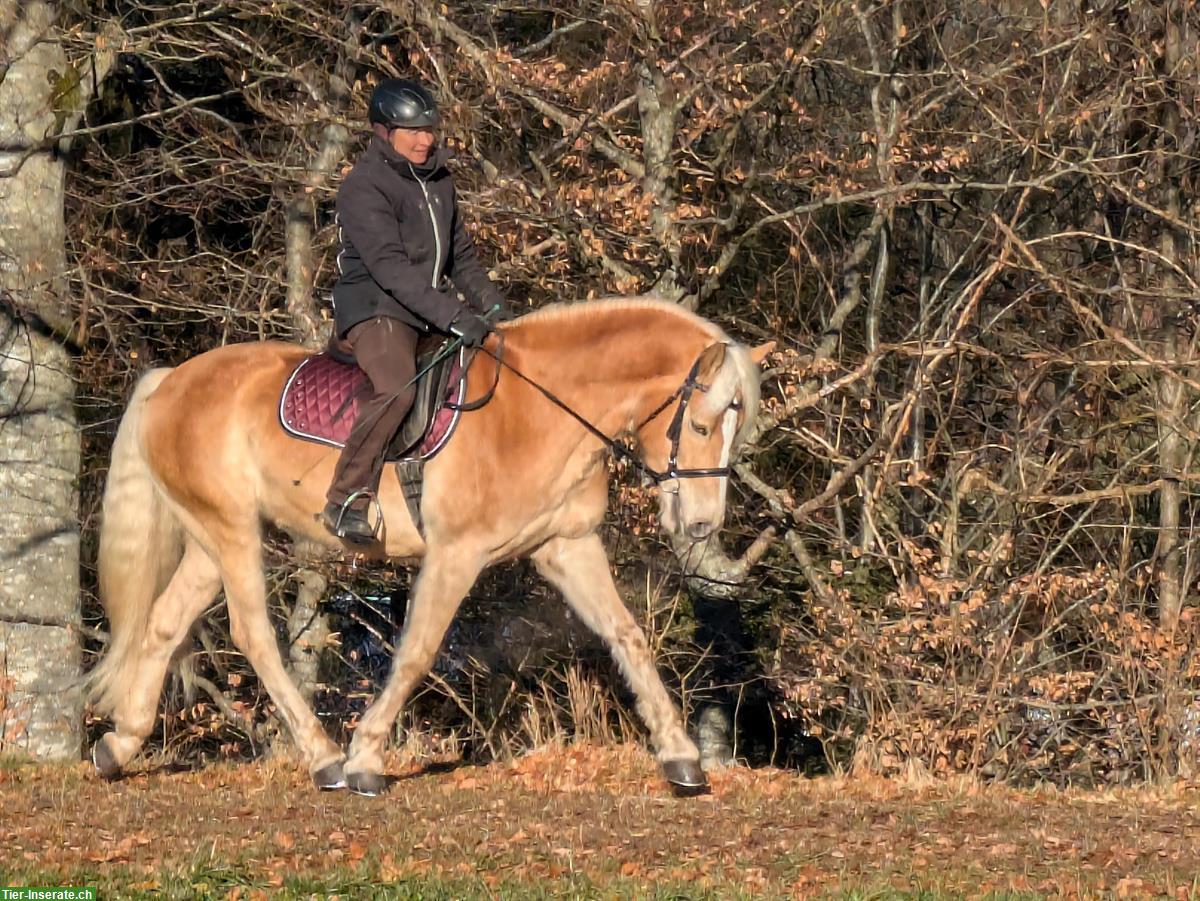 Bild 5: Grosser 5-jähriger Haflinger Wallach zu verkaufen