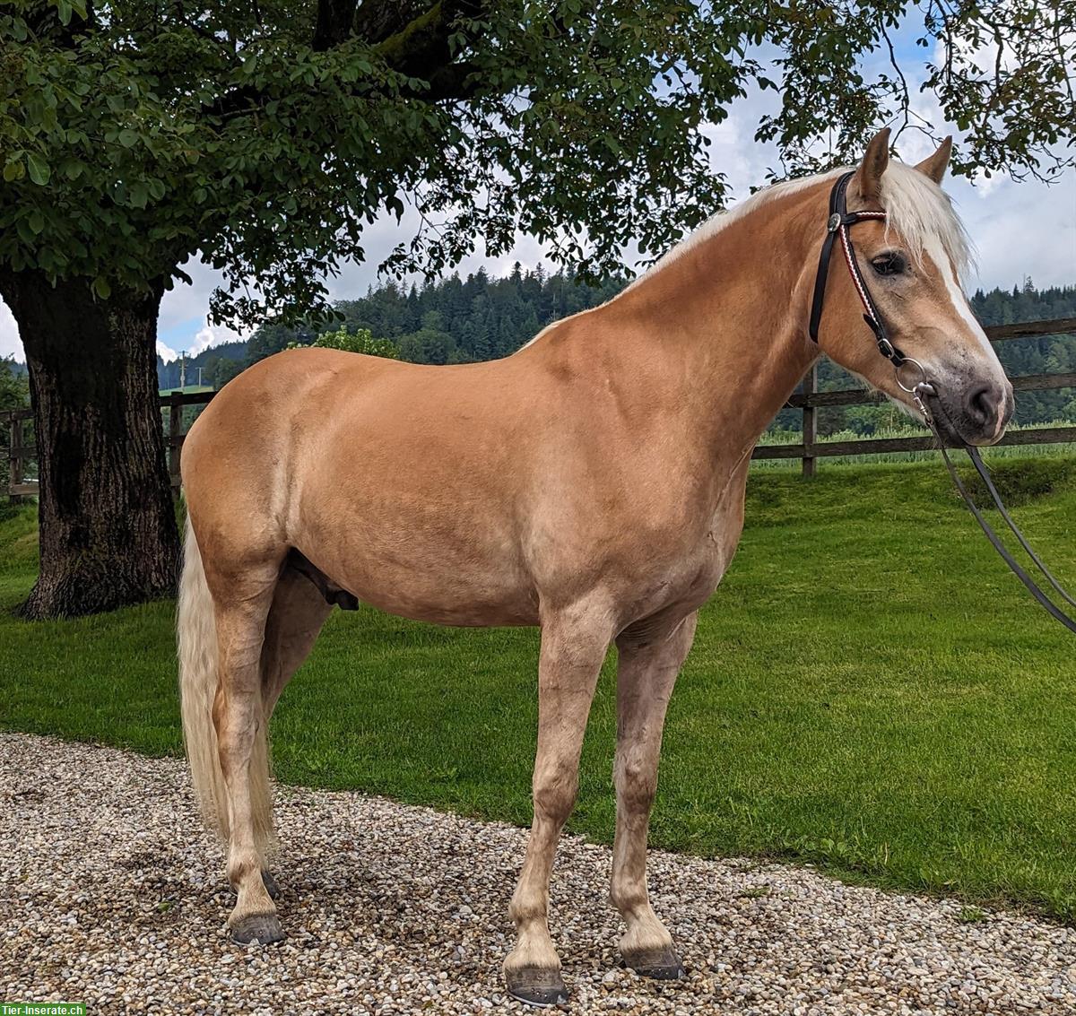 Bild 6: Grosser 5-jähriger Haflinger Wallach zu verkaufen