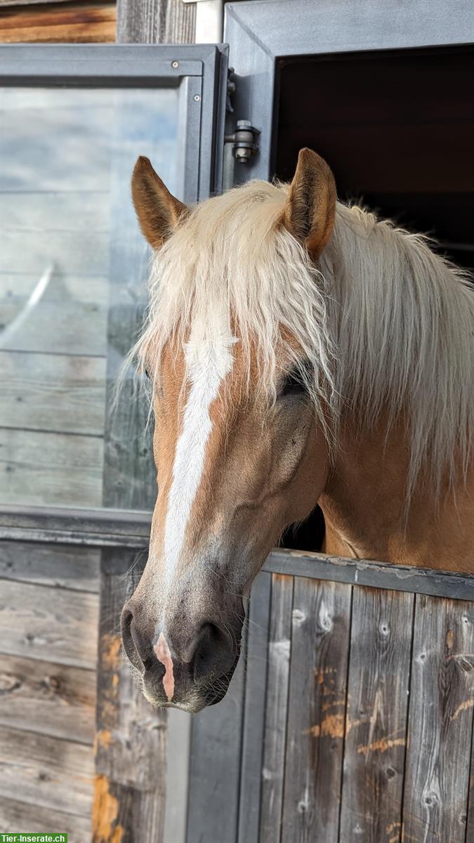 Bild 7: Grosser 5-jähriger Haflinger Wallach zu verkaufen