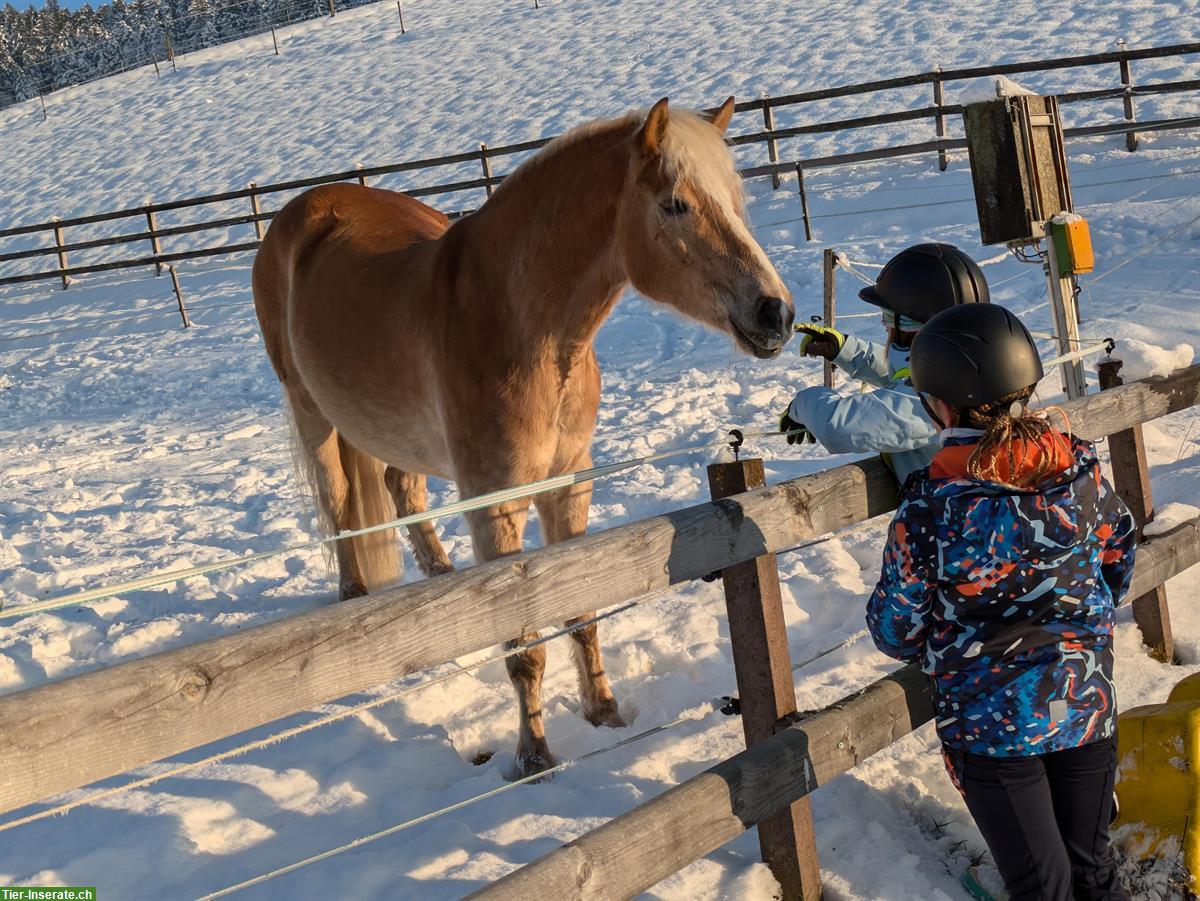 Bild 8: Grosser 5-jähriger Haflinger Wallach zu verkaufen