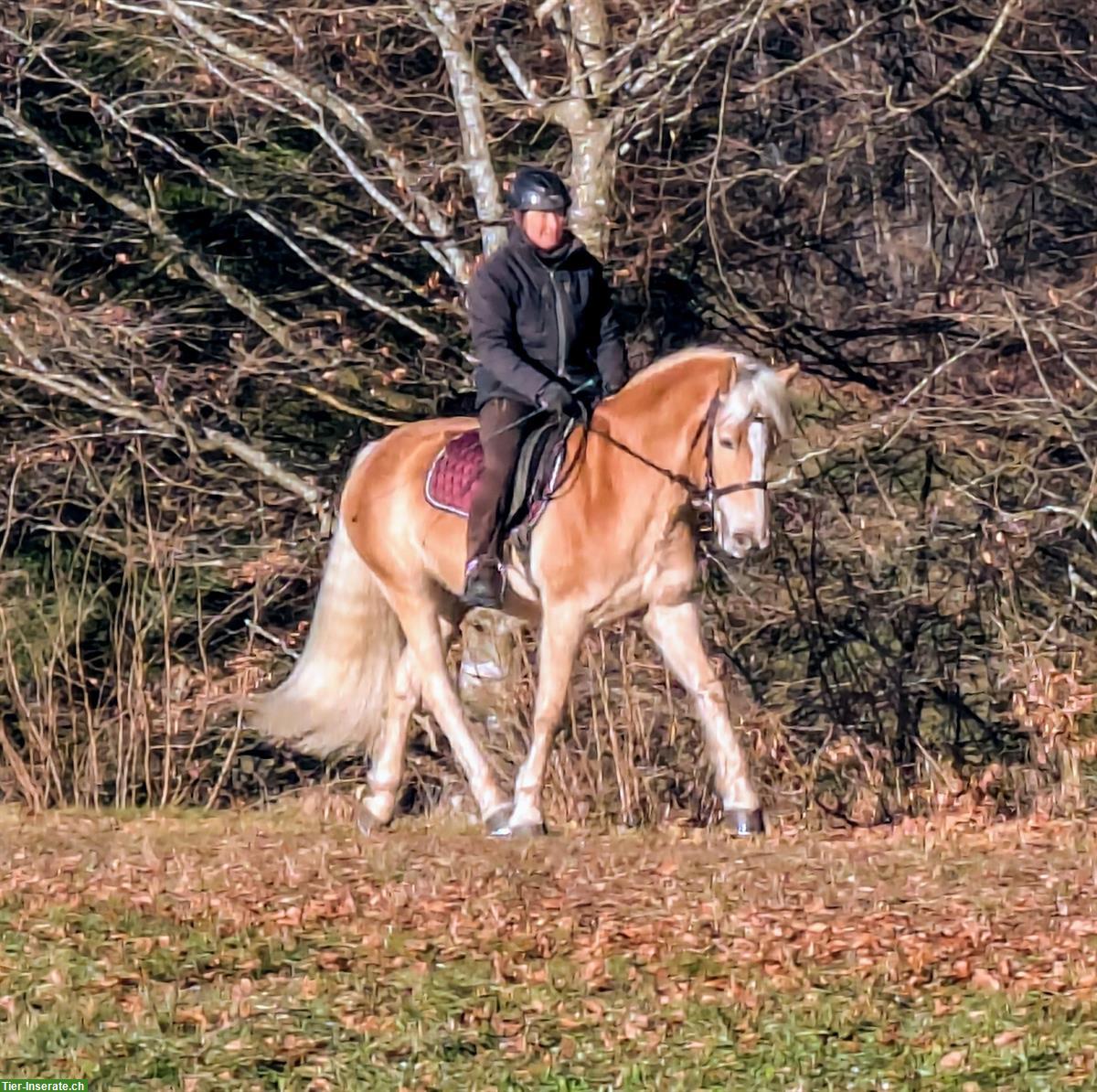 Bild 9: Grosser 5-jähriger Haflinger Wallach zu verkaufen