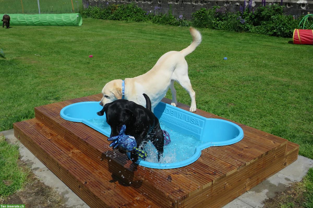 Bild 3: Tages- & Ferienplätze im Hundehort im Bauernhaus