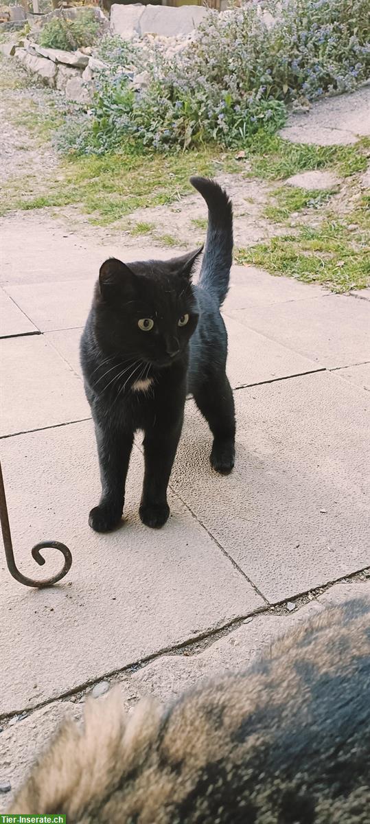 Bild 2: Kater Nero sucht ein neues Zuhause