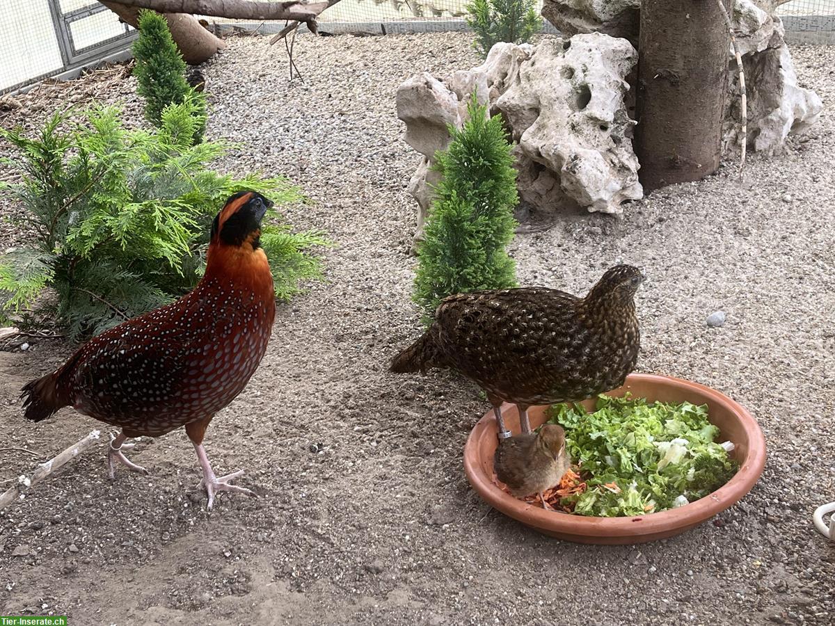 Temminck Tragopan zu verkaufen