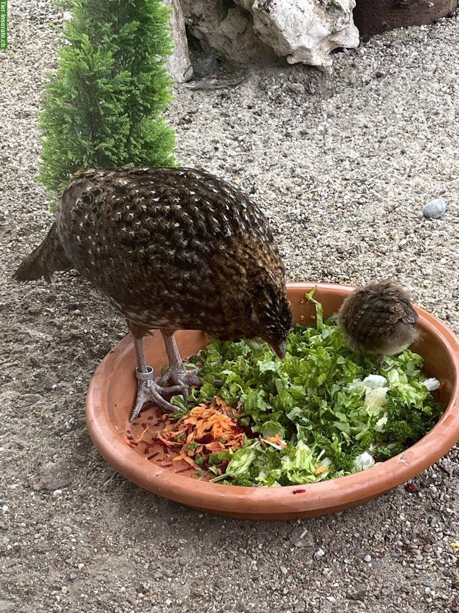 Bild 2: Temminck Tragopan zu verkaufen