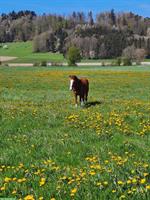 Pony Wallach, ca. Jg 2018, Verkauf oder ans Futter