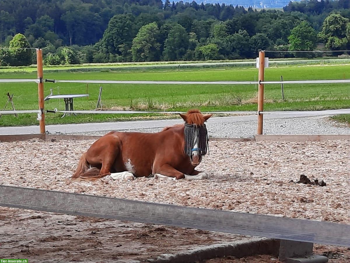 Bild 2: Pony Wallach, ca. Jg 2018, Verkauf oder ans Futter