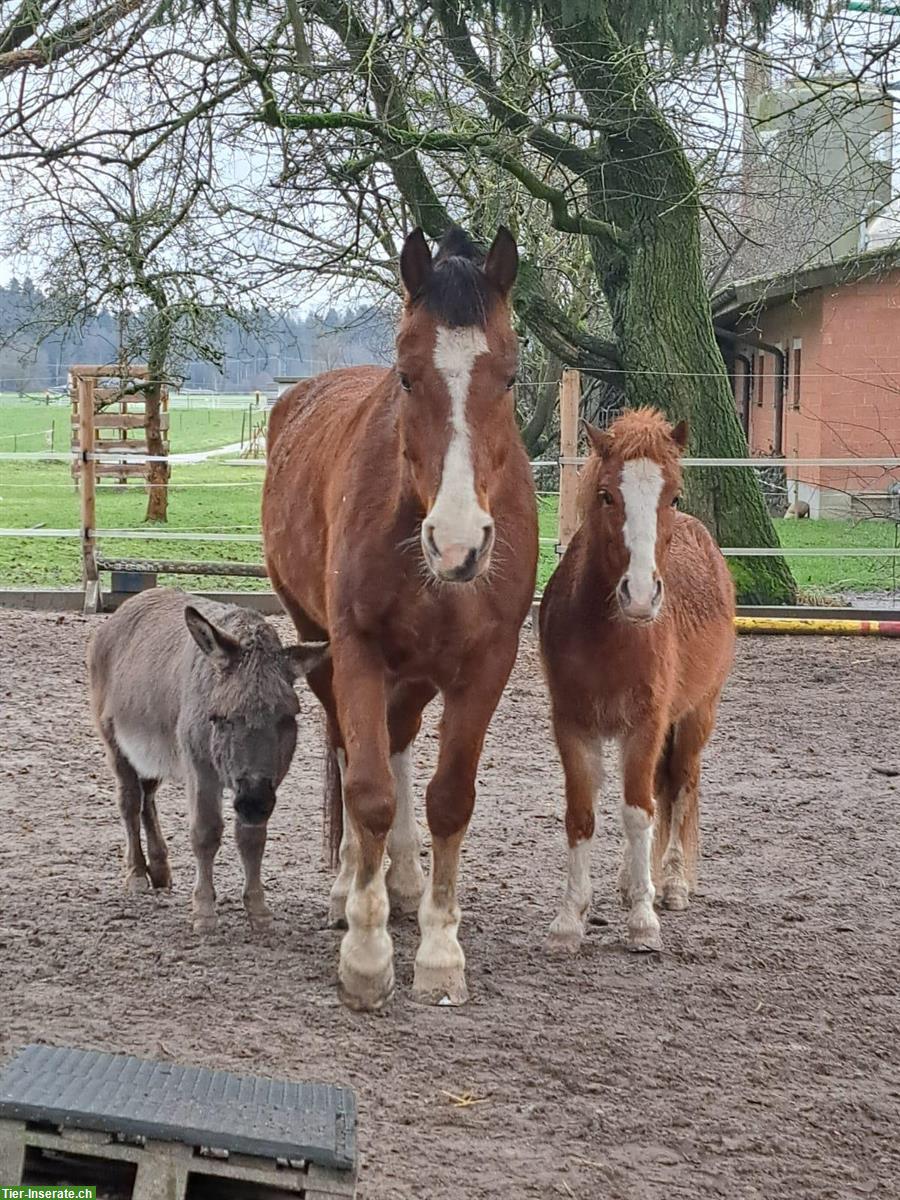 Bild 3: Pony Wallach, ca. Jg 2018, Verkauf oder ans Futter