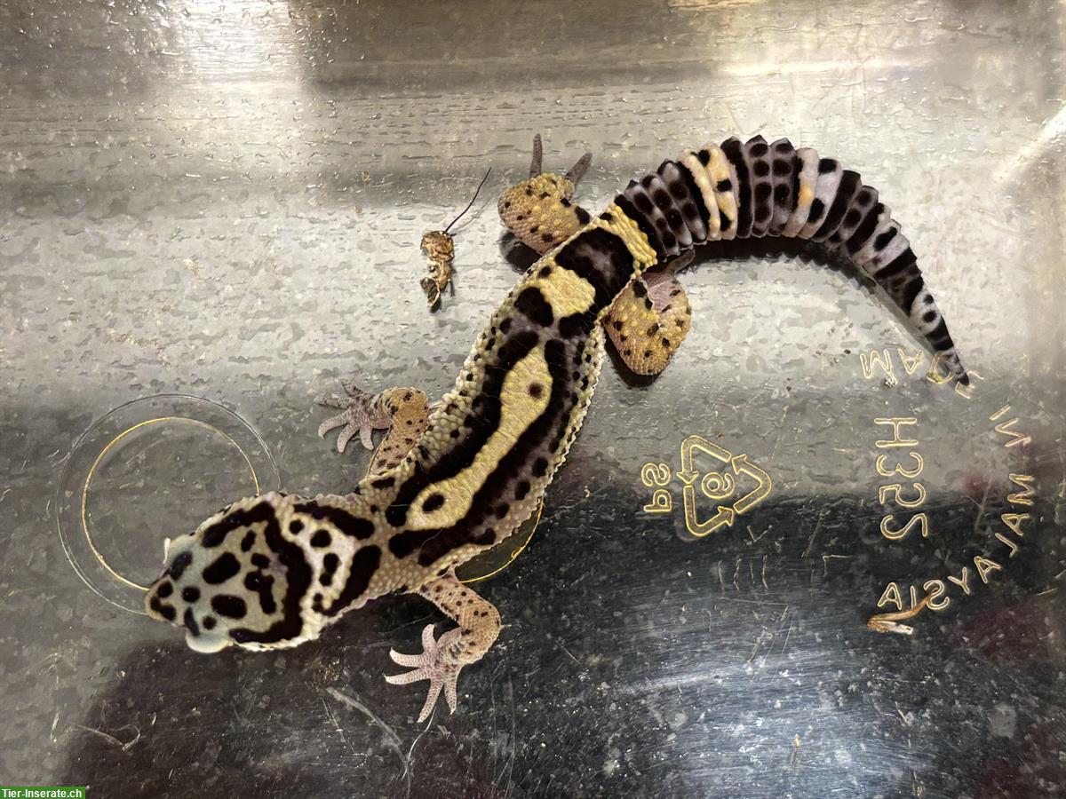 Bild 2: Wunderschöner Leopardgecko zu verkaufen