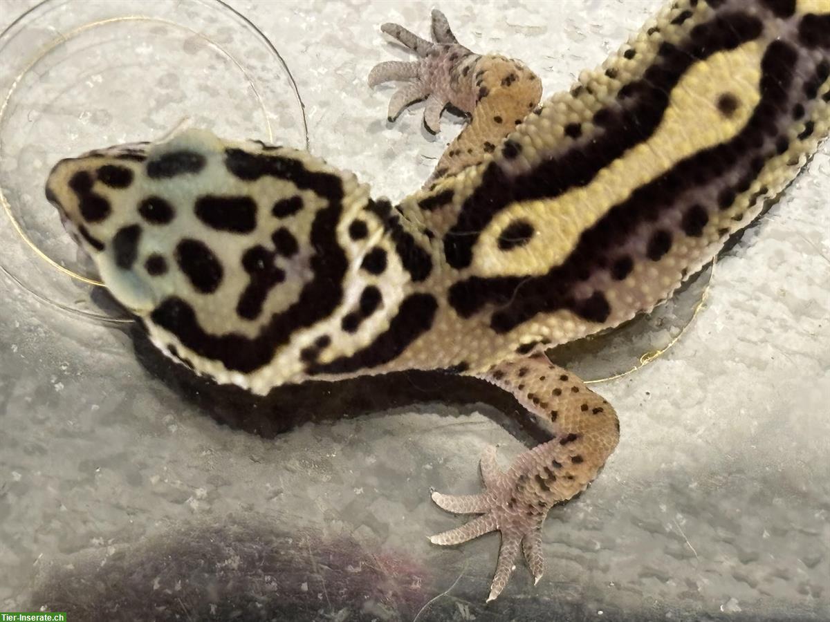 Bild 3: Wunderschöner Leopardgecko zu verkaufen