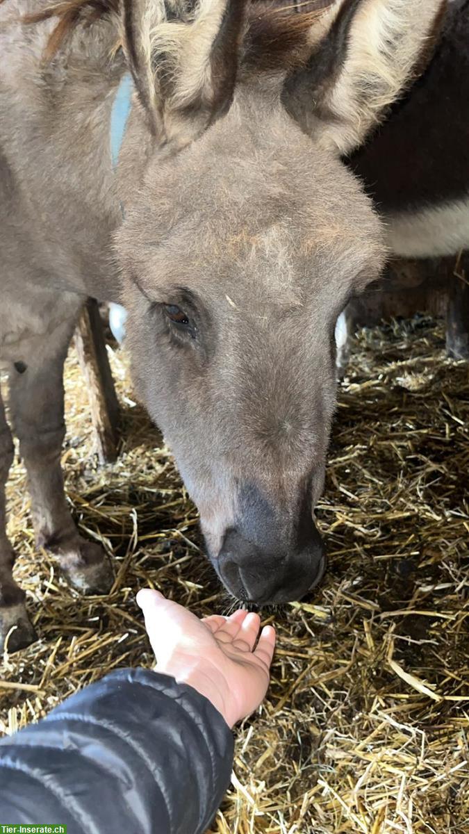 Bild 2: Esel Willy & Rosalie suchen neuen Lebensplatz