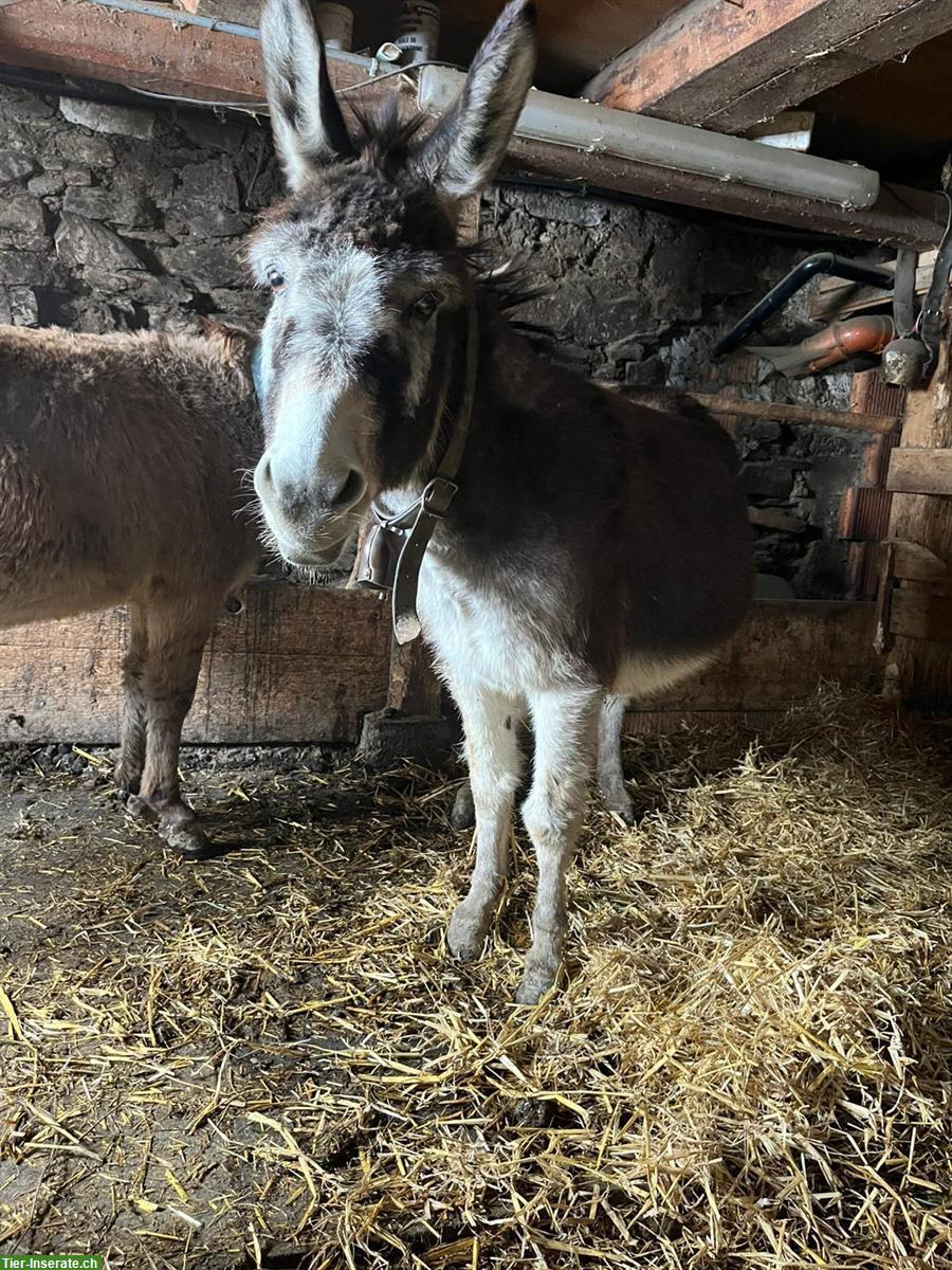 Bild 3: Esel Willy & Rosalie suchen neuen Lebensplatz