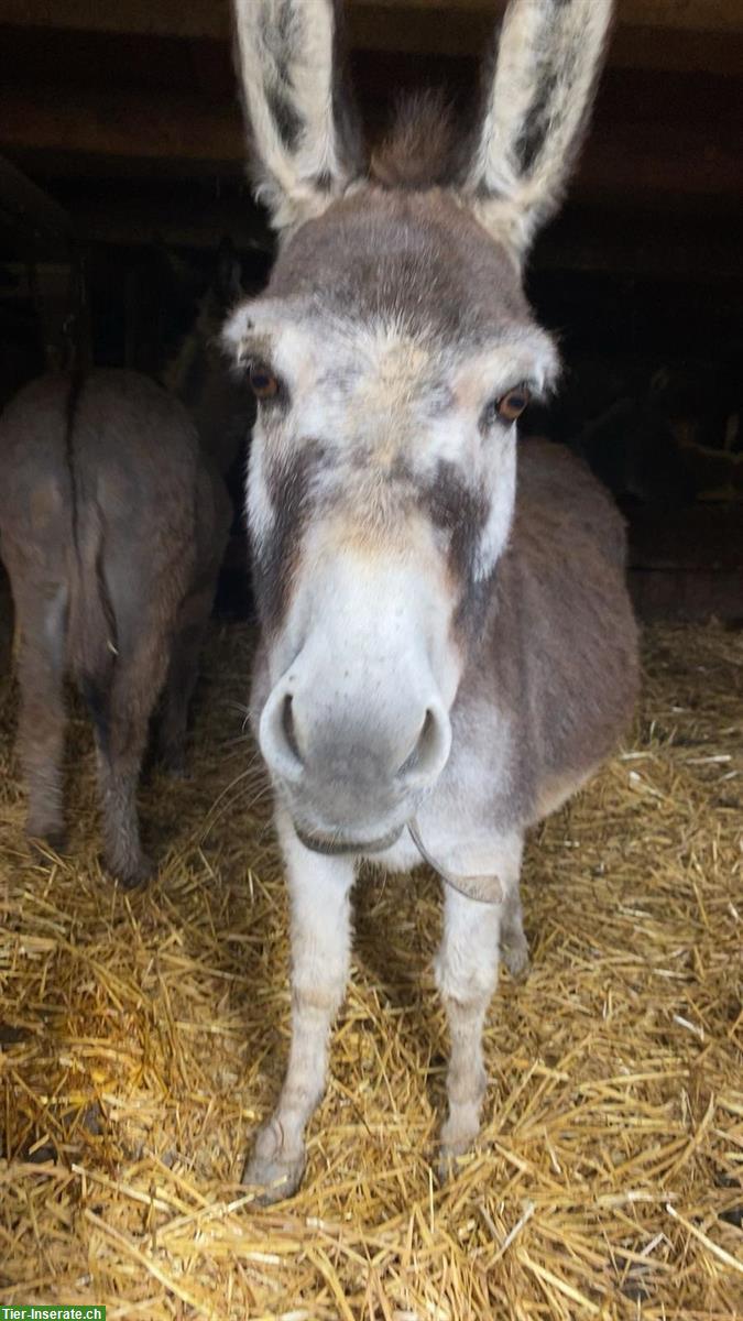 Bild 4: Esel Willy & Rosalie suchen neuen Lebensplatz