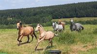 Lusitano Stutfohlen, Jährling zu verkaufen