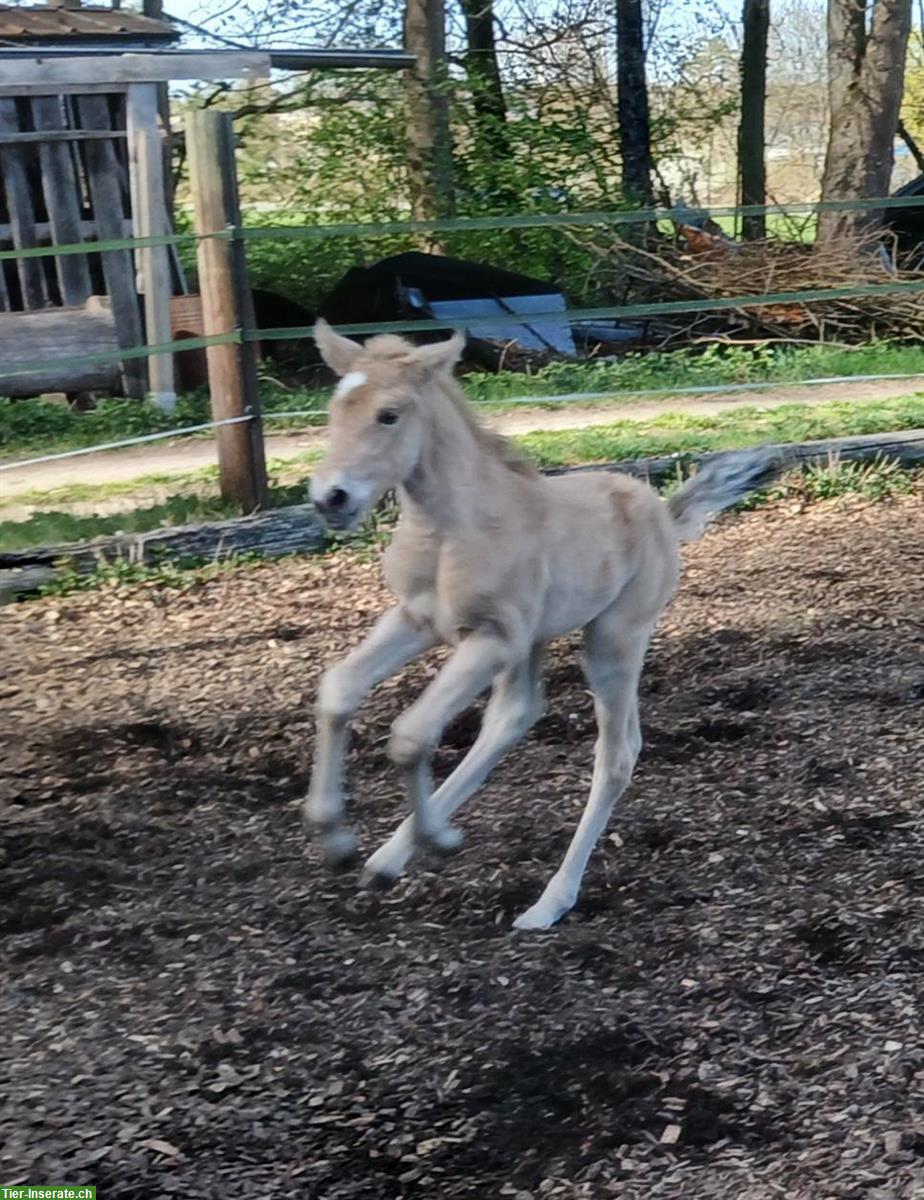 Bild 3: Lusitano Stutfohlen, Jährling zu verkaufen