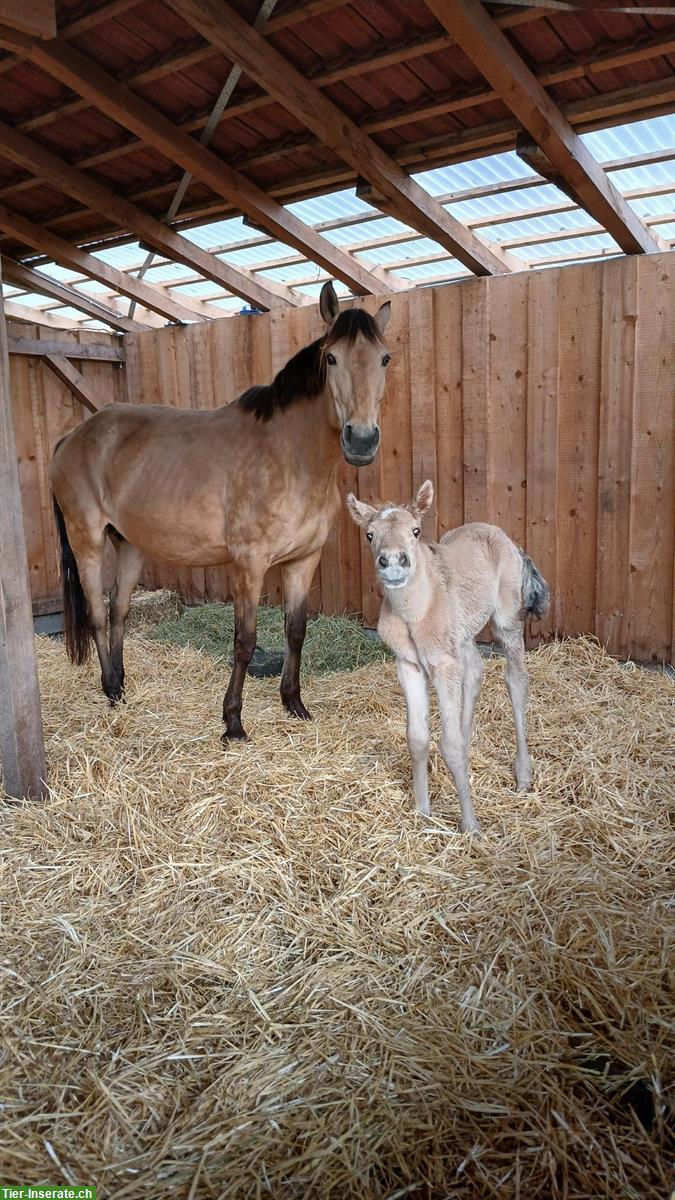 Bild 4: Lusitano Stutfohlen, Jährling zu verkaufen