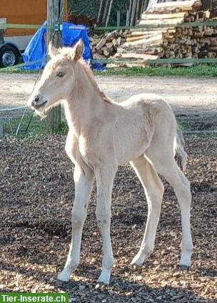 Bild 5: Lusitano Stutfohlen, Jährling zu verkaufen