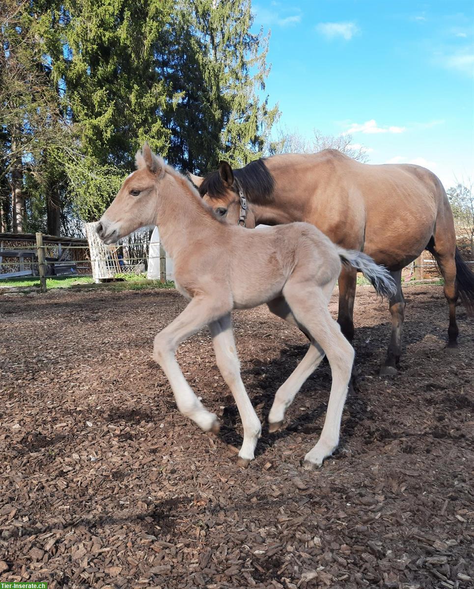 Bild 6: Lusitano Stutfohlen, Jährling zu verkaufen