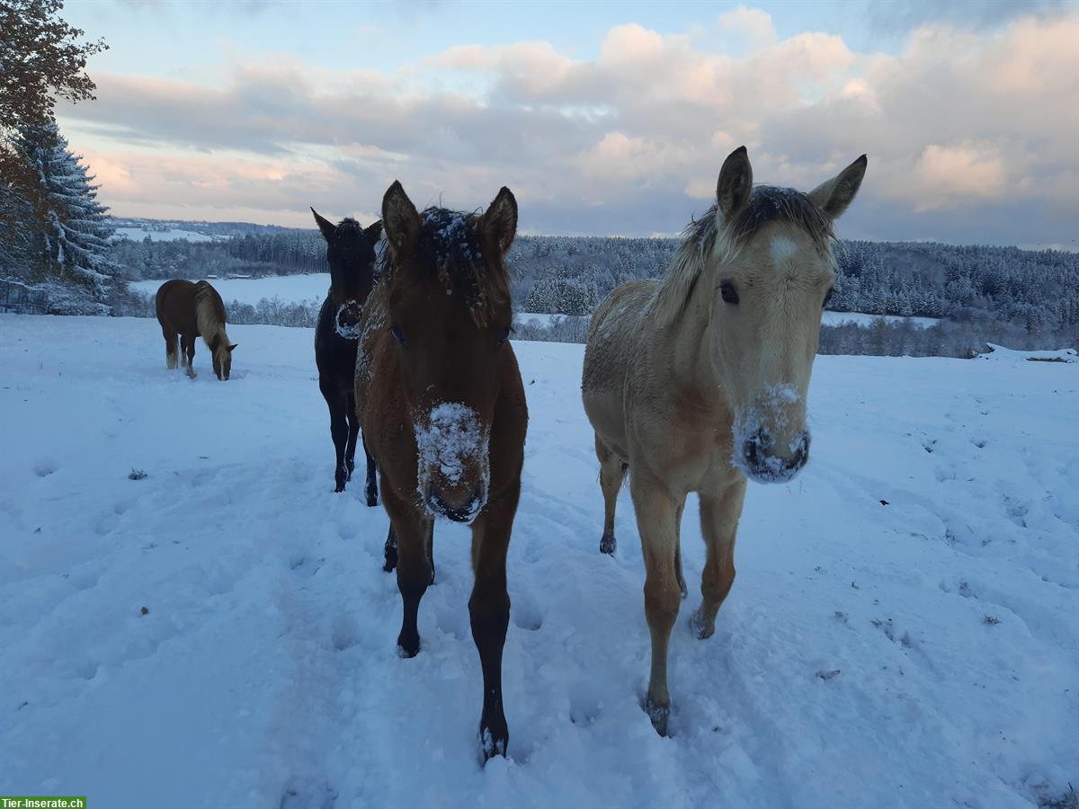 Bild 7: Lusitano Stutfohlen, Jährling zu verkaufen