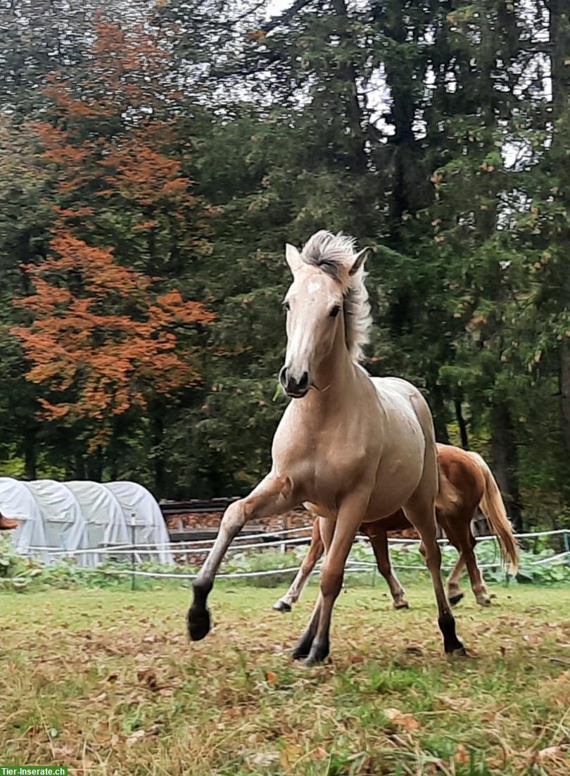 Bild 8: Lusitano Stutfohlen, Jährling zu verkaufen