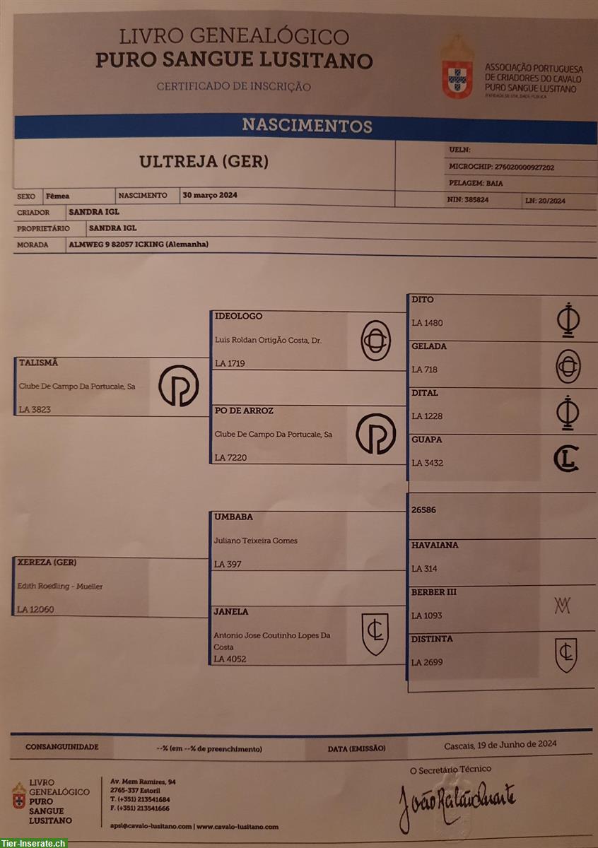 Bild 9: Lusitano Stutfohlen, Jährling zu verkaufen