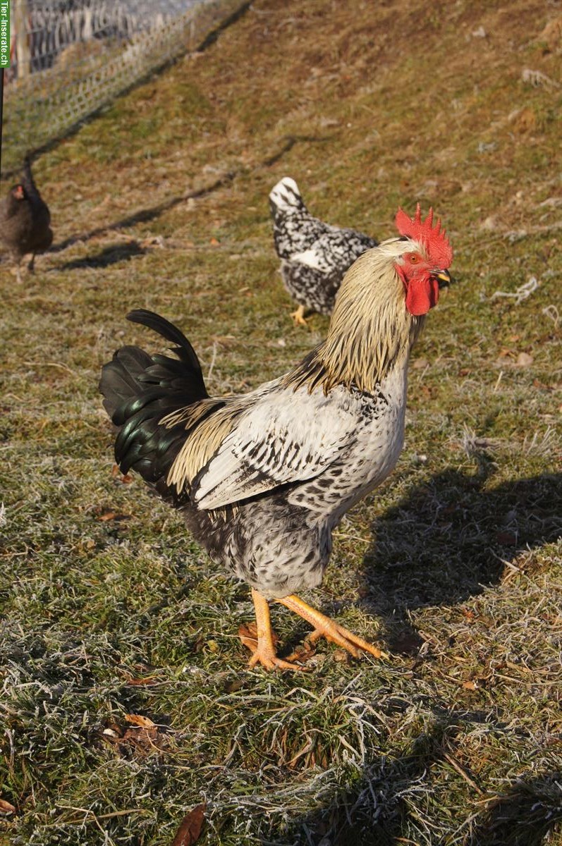 Schwedischer Blumenhuhn Hahn abzugeben