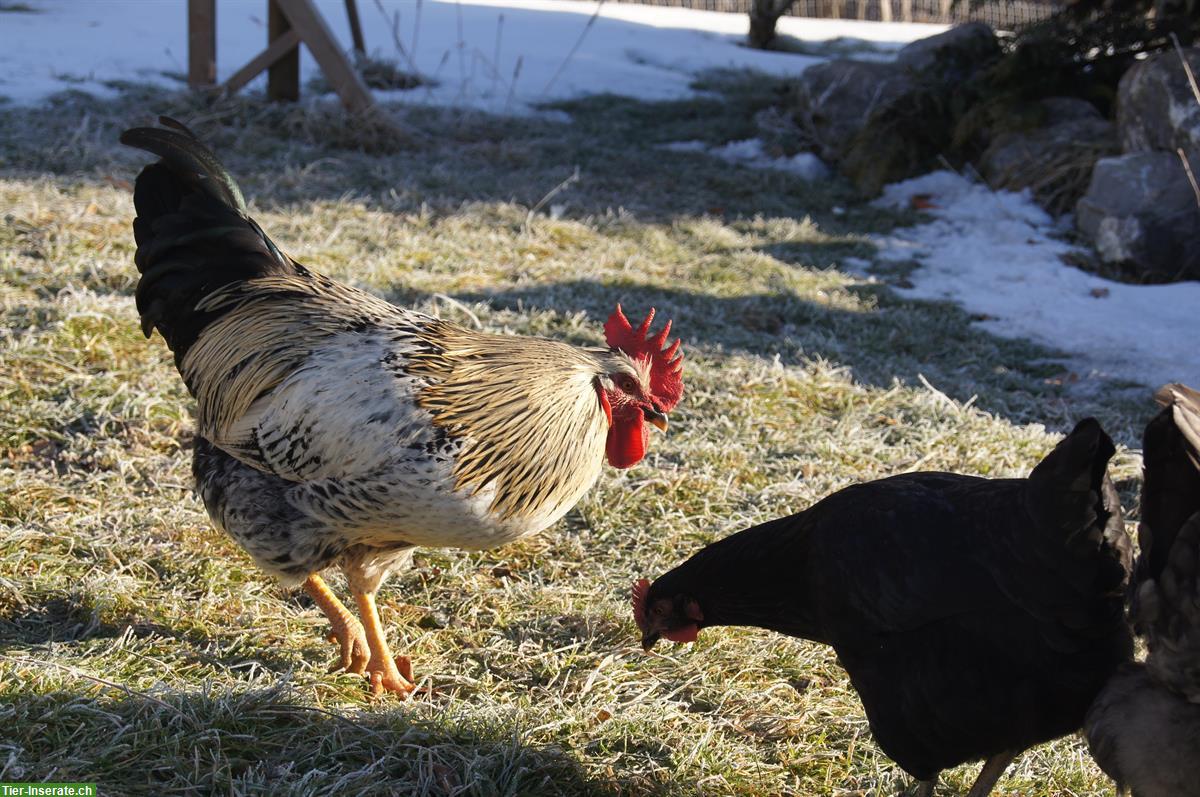 Bild 2: Schwedischer Blumenhuhn Hahn abzugeben