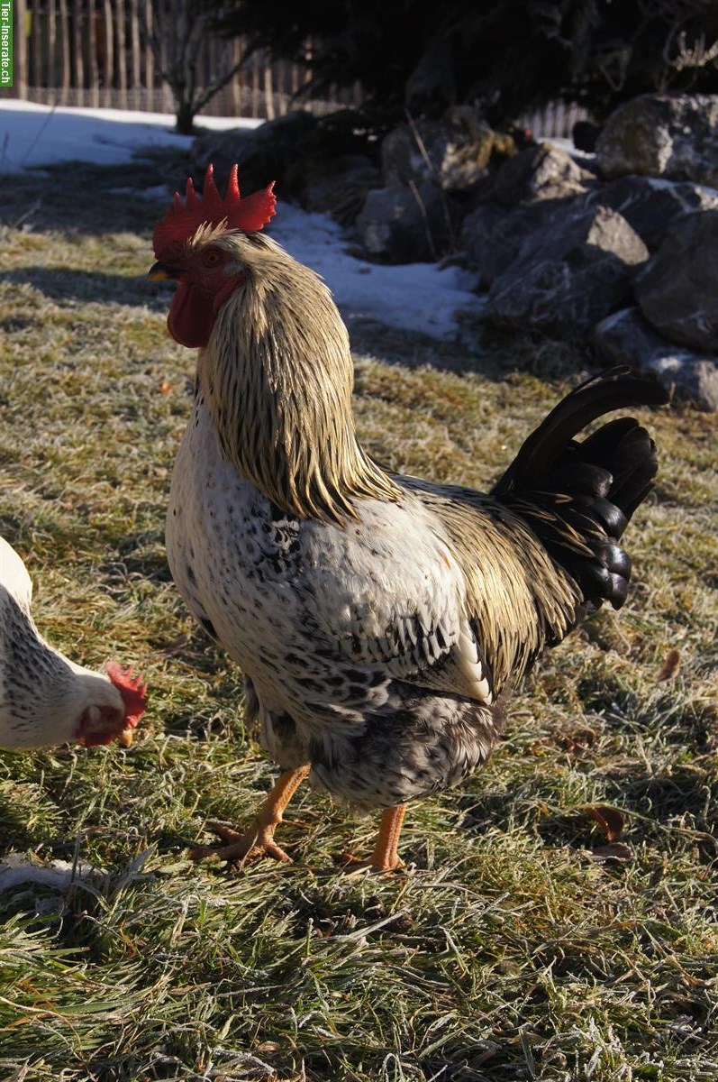 Bild 3: Schwedischer Blumenhuhn Hahn abzugeben