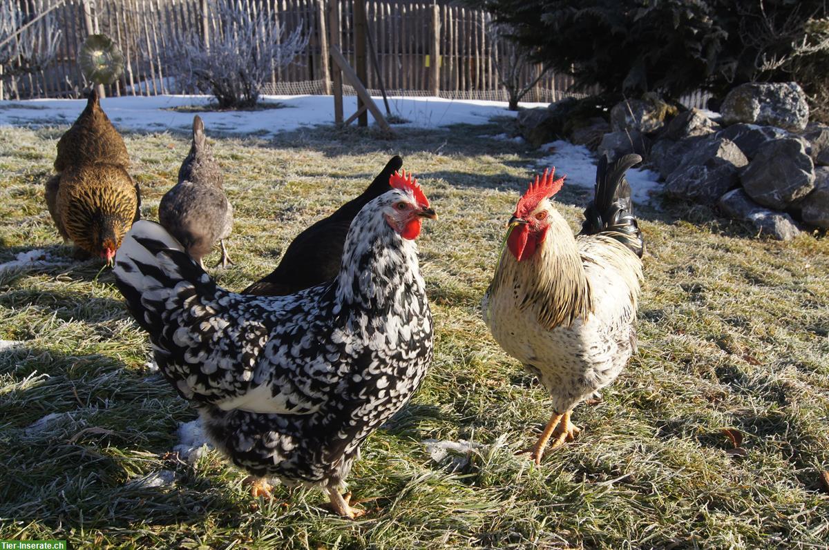 Bild 4: Schwedischer Blumenhuhn Hahn abzugeben