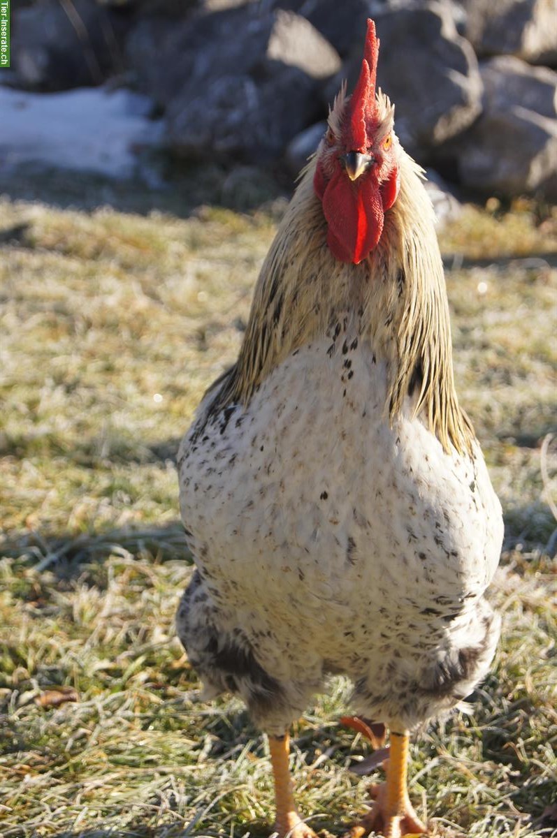 Bild 5: Schwedischer Blumenhuhn Hahn abzugeben