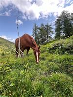 Almsommer für Pferde im Wolfsbachtal in Kärnten, Österreich