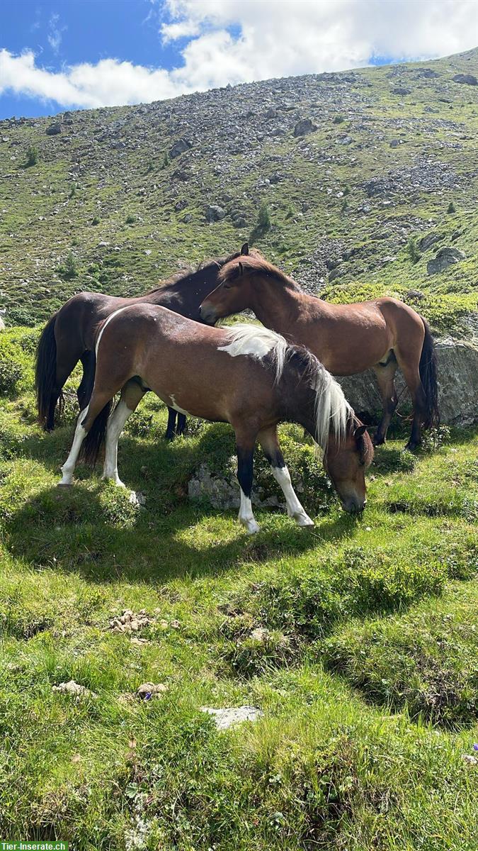 Bild 4: Almsommer für Pferde im Wolfsbachtal in Kärnten, Österreich