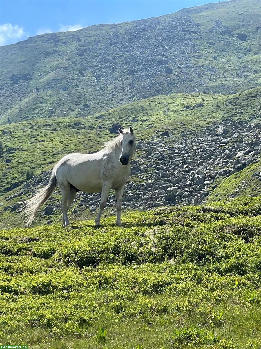 Bild 5: Almsommer für Pferde im Wolfsbachtal in Kärnten, Österreich