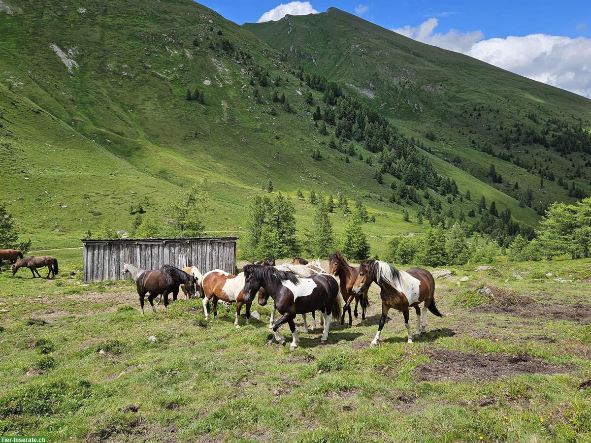 Bild 7: Almsommer für Pferde im Wolfsbachtal in Kärnten, Österreich