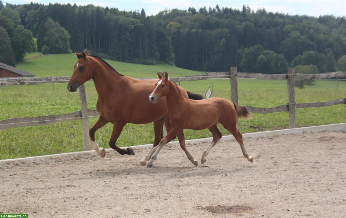 Bild 4: Brave Freiberger Stute 6-jährig, 162cm