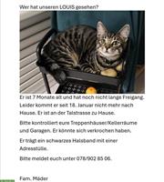 Kater Louis entlaufen in Gossau SG