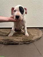 Dogo Argentino Welpen zu verkaufen