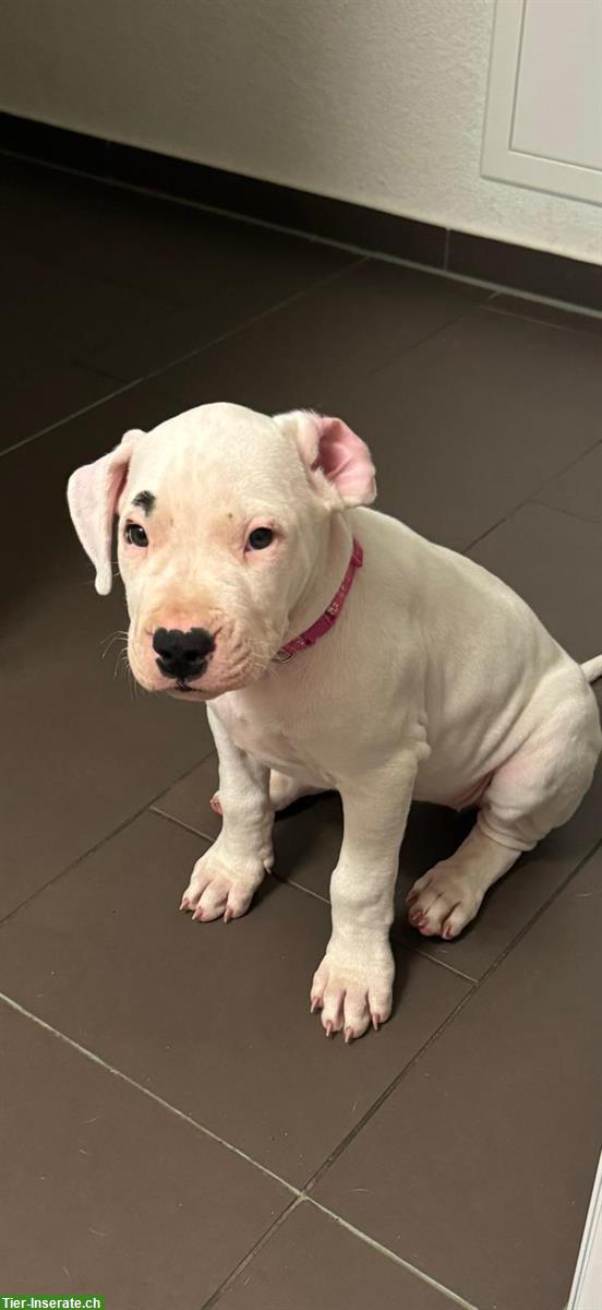 Bild 10: Dogo Argentino Welpen zu verkaufen