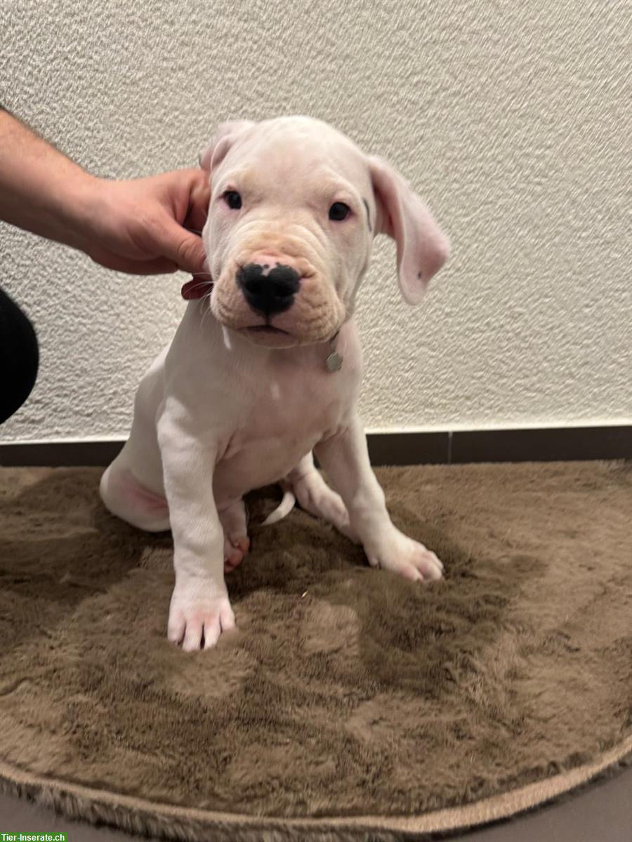 Bild 2: Dogo Argentino Welpen zu verkaufen