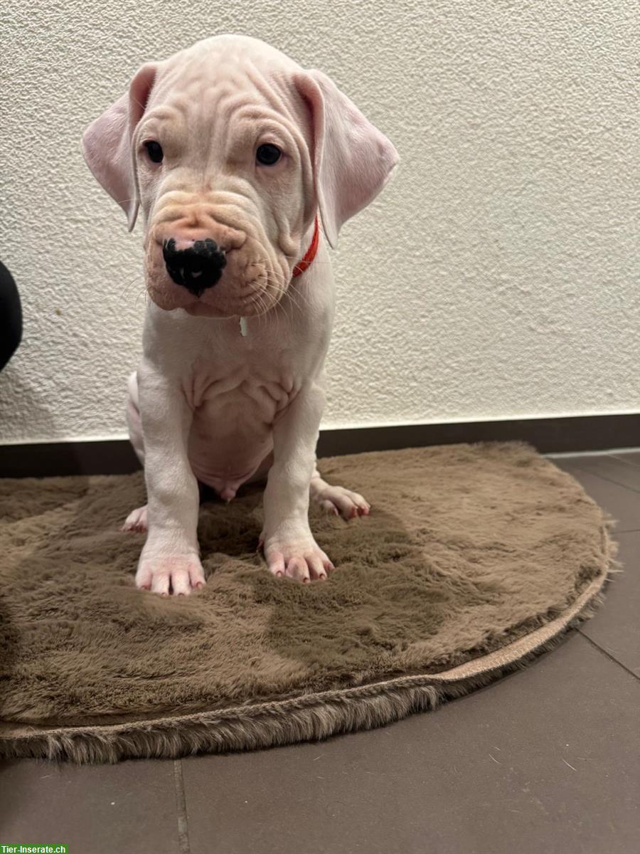 Bild 3: Dogo Argentino Welpen zu verkaufen