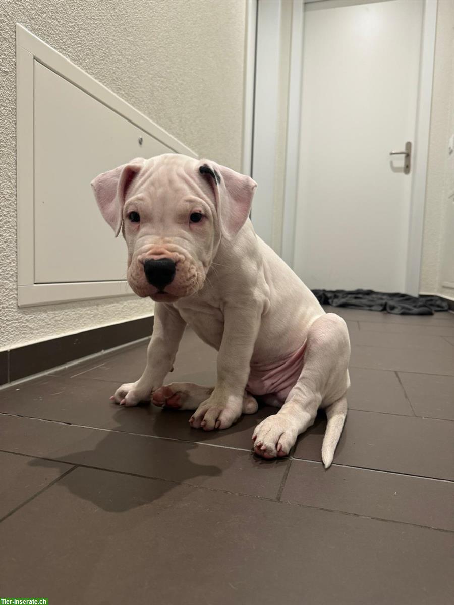 Bild 5: Dogo Argentino Welpen zu verkaufen